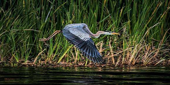Heron