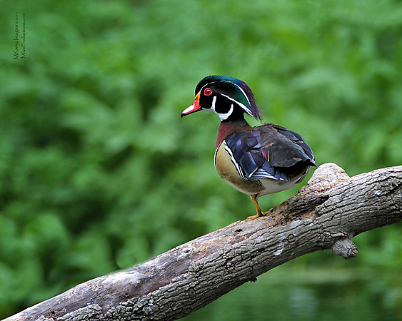 Wood Duck