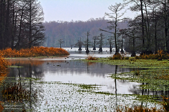Reelfoot Lake