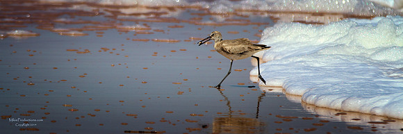 Willet