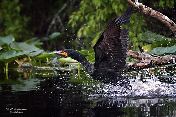 Cormorant