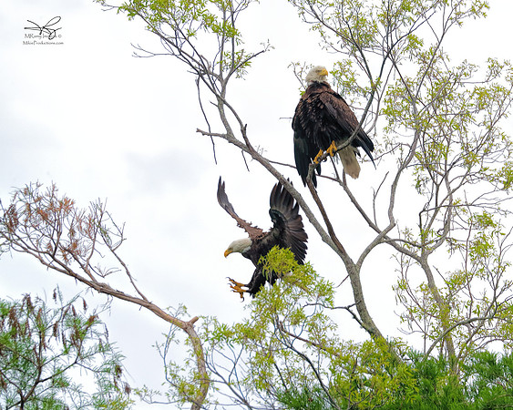 Eagle, St Johns River, Florida, Ocala National Forest