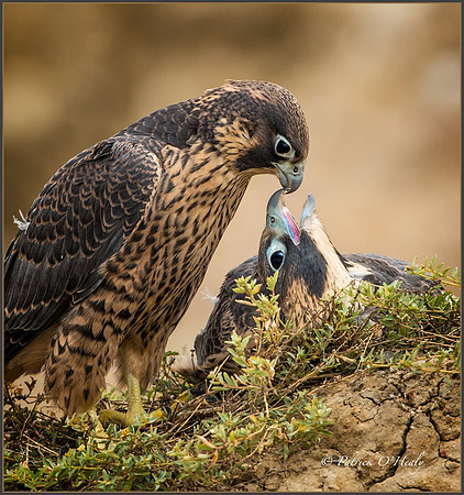 Patrick's Falcons