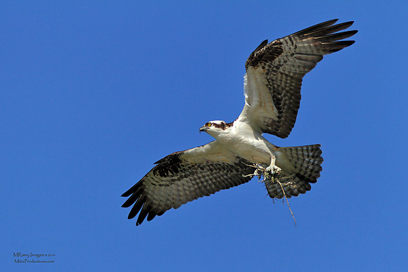 Osprey