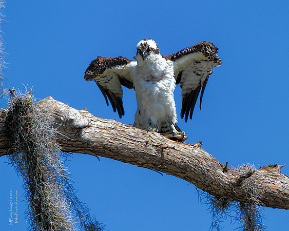 Osprey