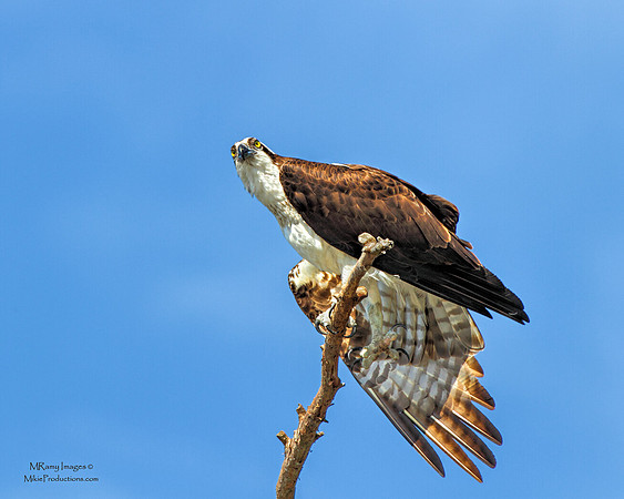 Osprey