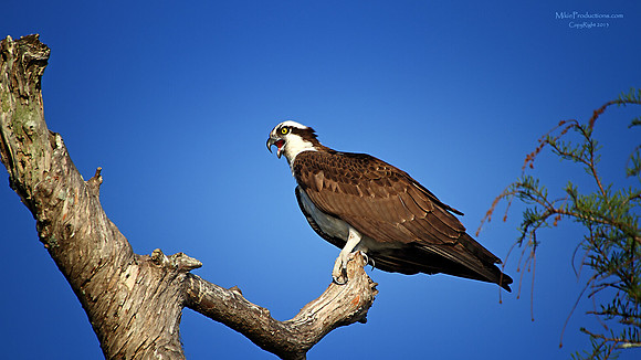 Osprey