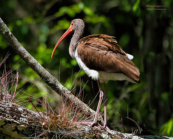 Ibis