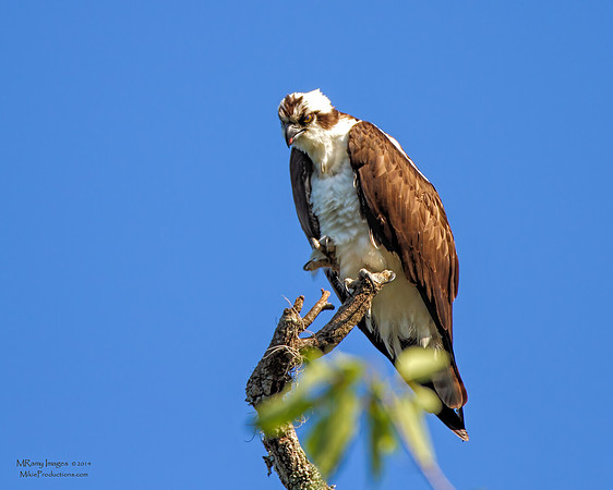 Osprey