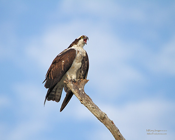 Osprey