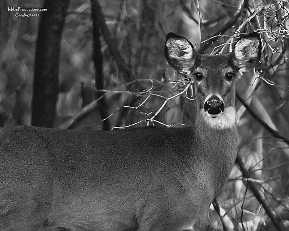 White Tailed Deer