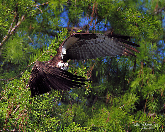 Osprey