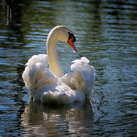 Swan