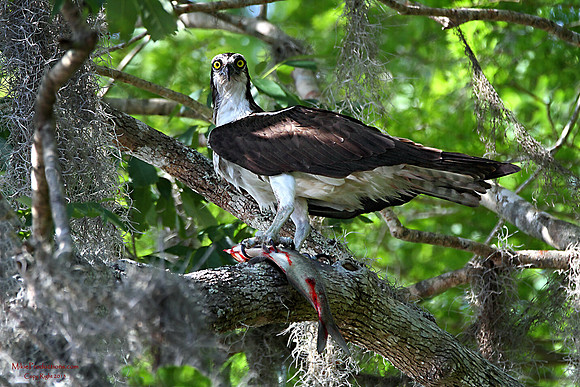 Osprey with Fish