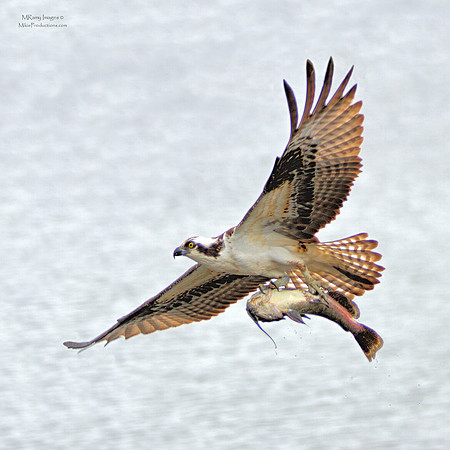 Osprey