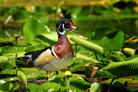 Wood Duck