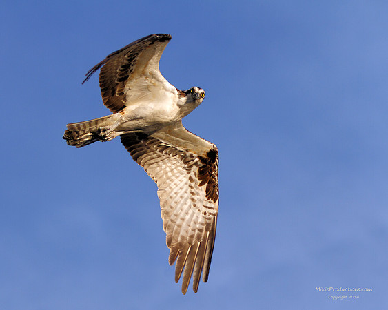 Osprey