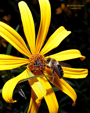 Bumble Bee, Sun Flower