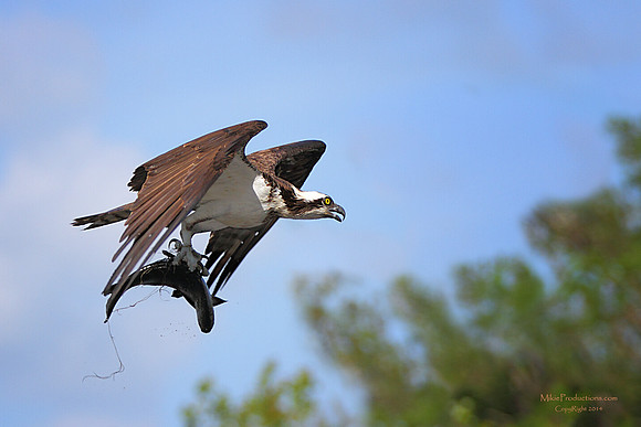 Osprey with Fish