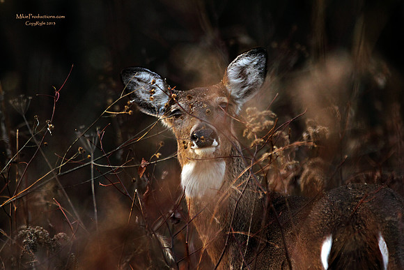Deer