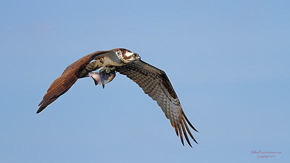 Osprey with fish M Ramy Images