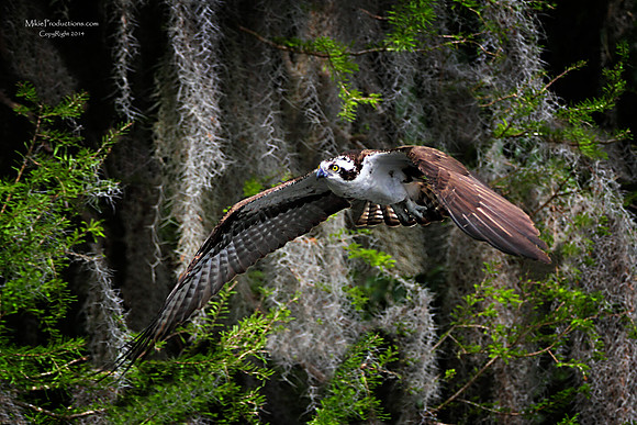 Osprey