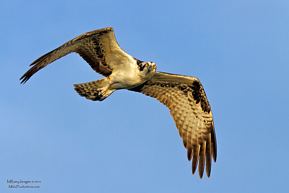 Osprey