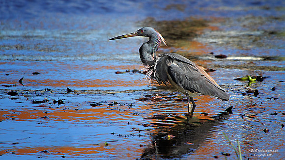 Tricolored Heron